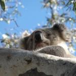 Raymond Island - Koalas